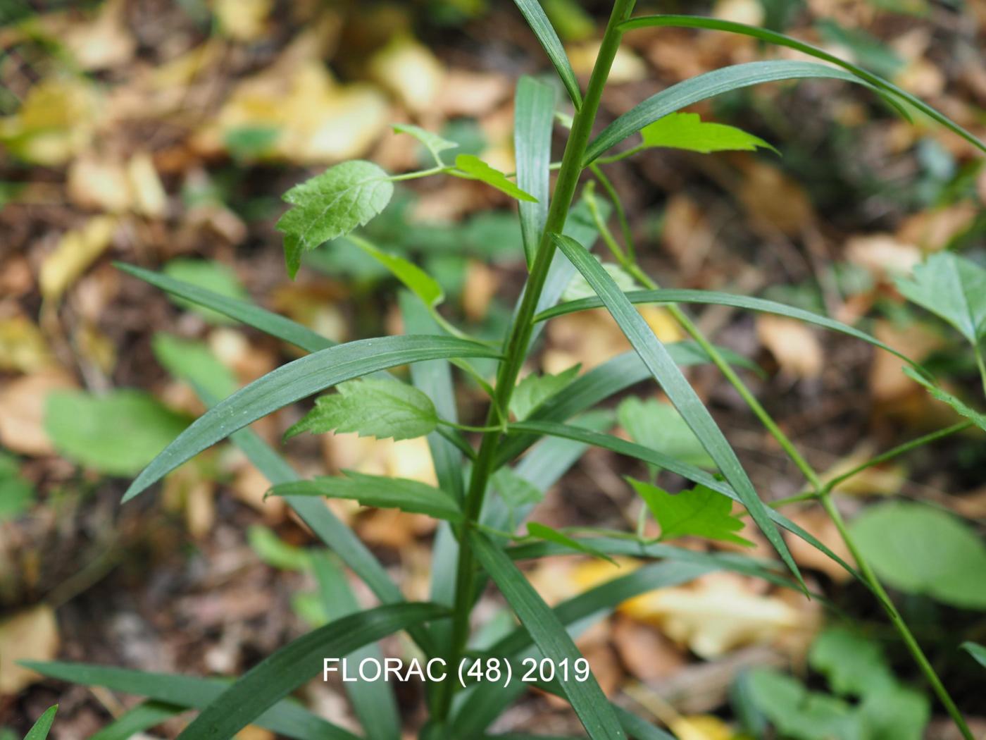 ? leaf